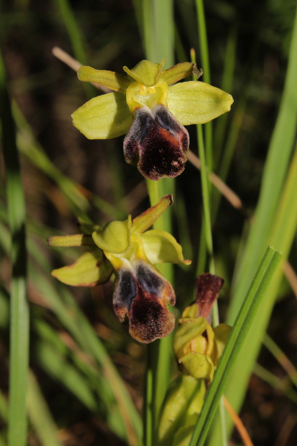 Orchidee Basso PiemonteEntroterra Liguria